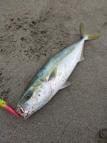 イナダの釣果