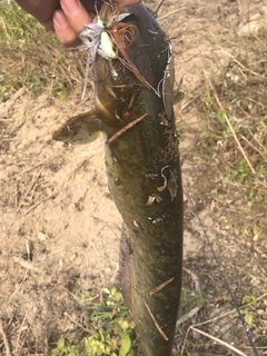 ナマズの釣果