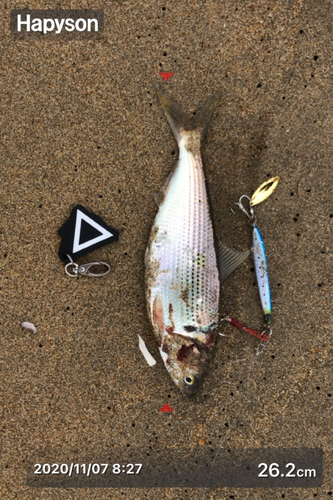 コノシロの釣果