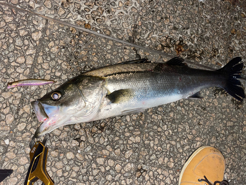 シーバスの釣果