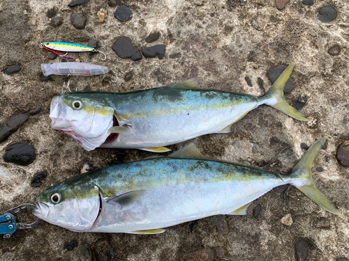 ブリの釣果