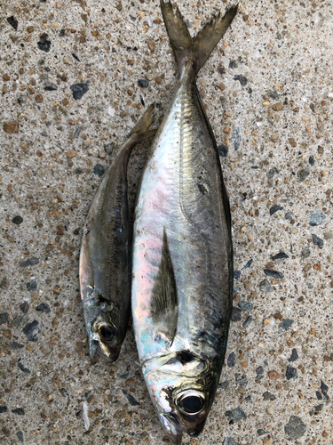 アジの釣果