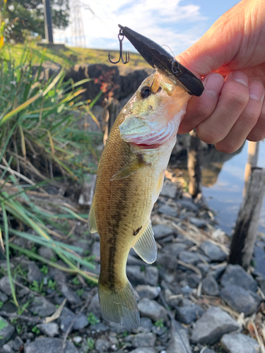 ラージマウスバスの釣果