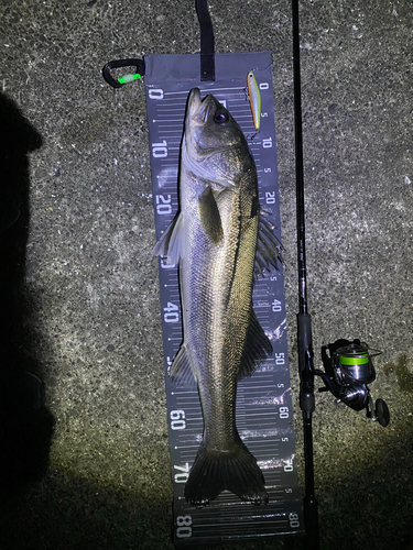 シーバスの釣果