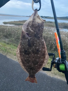 ヒラメの釣果