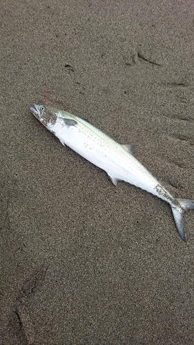 サゴシの釣果