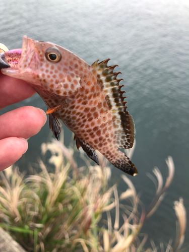 オオモンハタの釣果