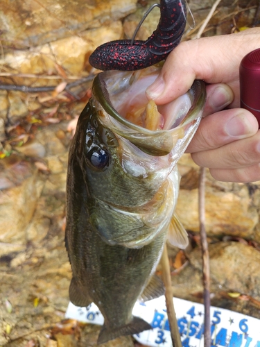 ブラックバスの釣果