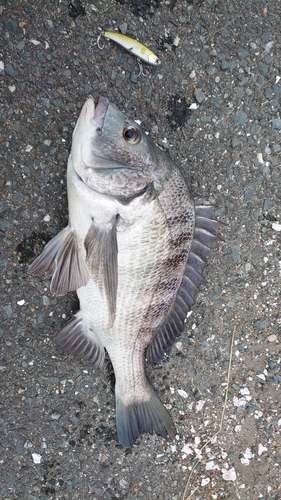 クロダイの釣果