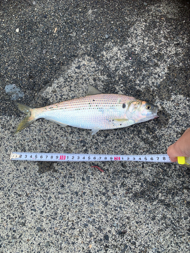 コノシロの釣果