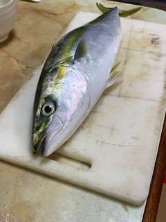 イナダの釣果