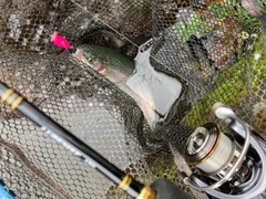 ニジマスの釣果