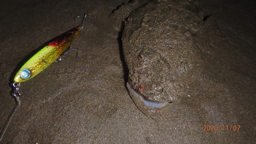 マゴチの釣果