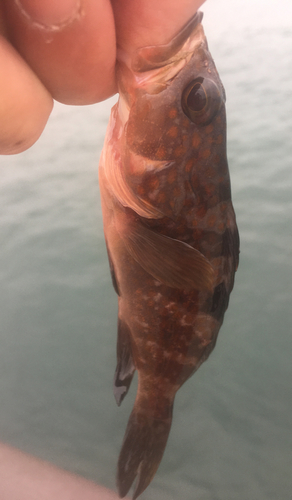 アコウの釣果