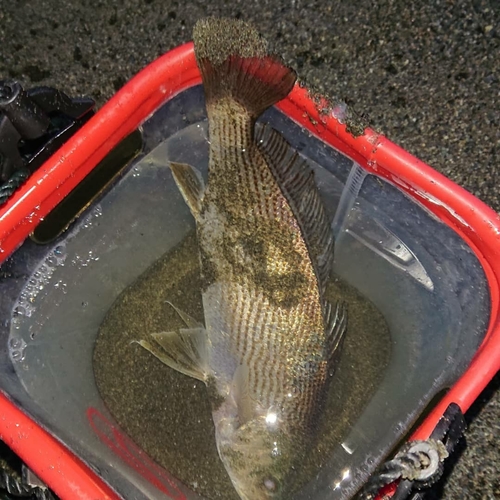 ニベの釣果