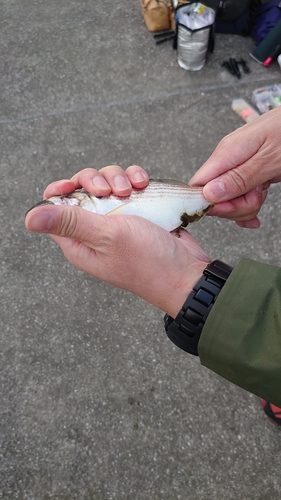 コノシロの釣果