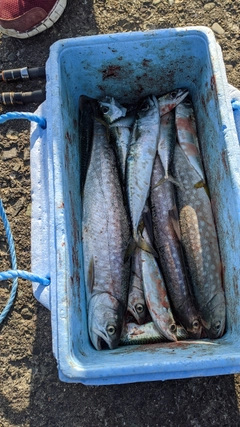 ウミアメの釣果