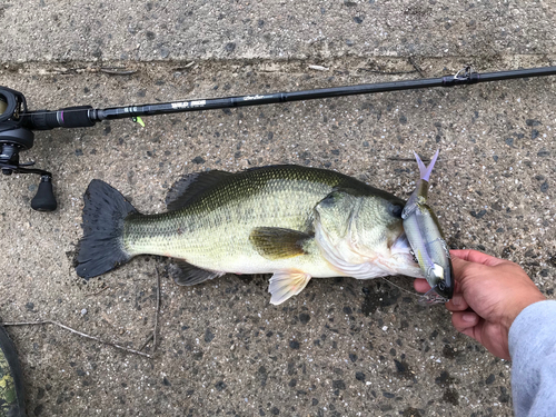 ブラックバスの釣果