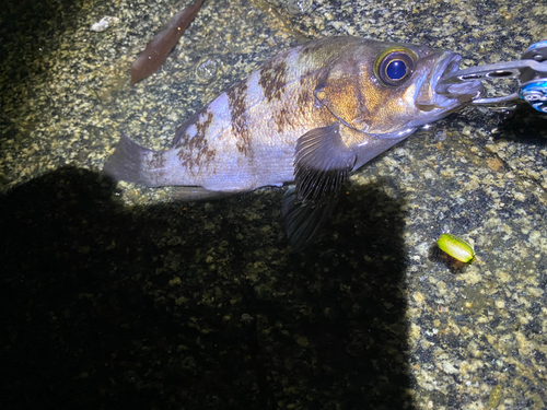 シロメバルの釣果