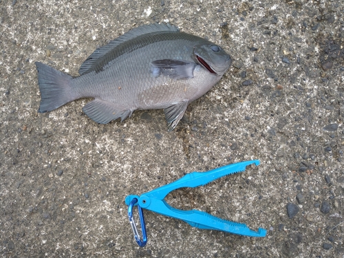 メジナの釣果