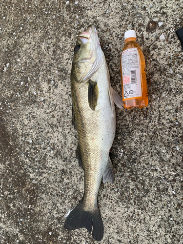 マアジの釣果