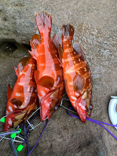 アカハタの釣果