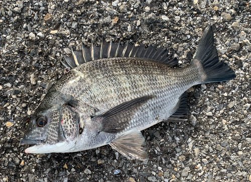 チヌの釣果