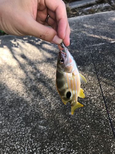 ヤマトビーの釣果