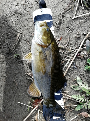 スモールマウスバスの釣果