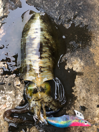 アオリイカの釣果