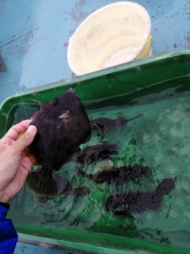 カワハギの釣果