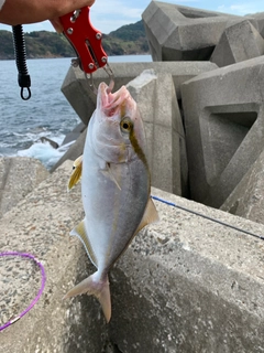 ネリゴの釣果