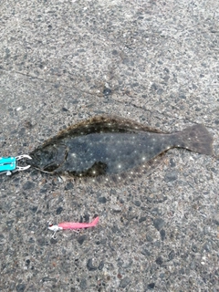 ヒラメの釣果