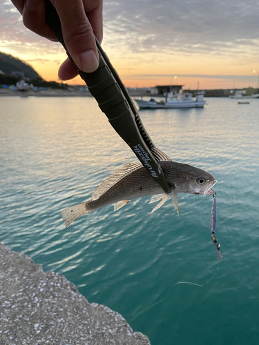 イシモチの釣果