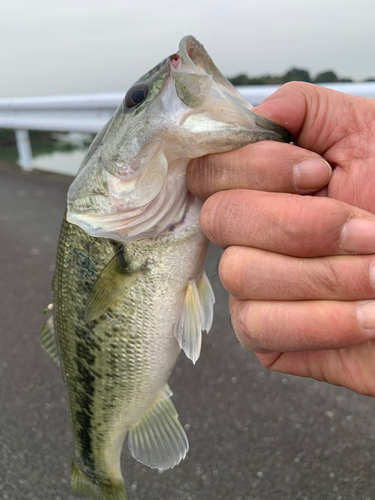 ラージマウスバスの釣果