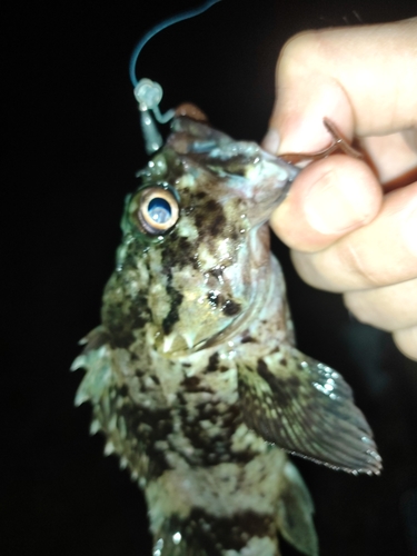 タケノコメバルの釣果