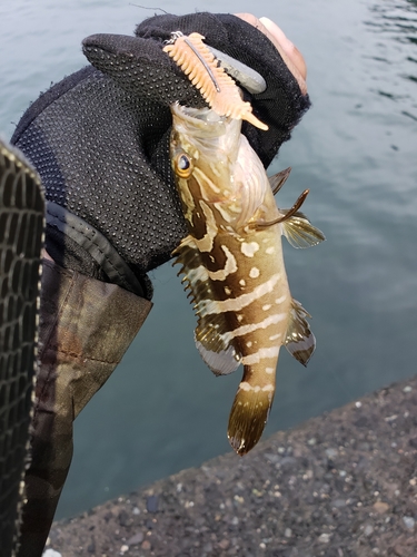 オオモンハタの釣果