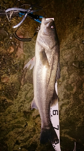 シーバスの釣果