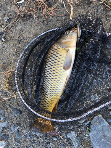 コイの釣果