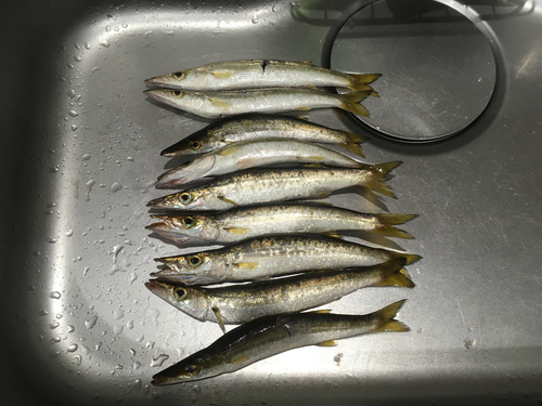 カマスの釣果