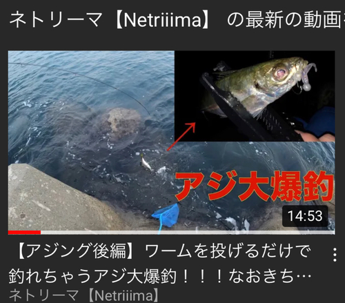 アジの釣果