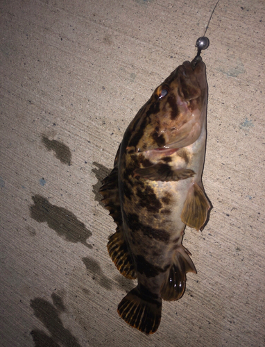 ベッコウゾイの釣果