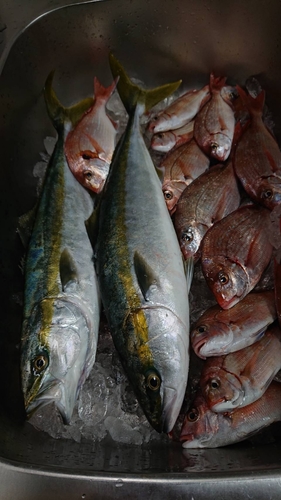 イナダの釣果