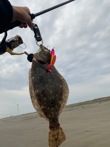 ソゲの釣果