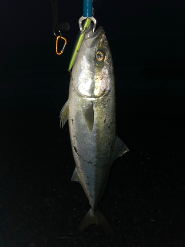 イナダの釣果