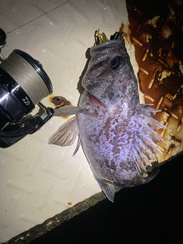 タケノコメバルの釣果