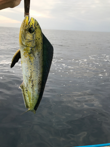 シイラの釣果