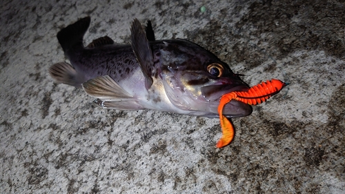 クロソイの釣果