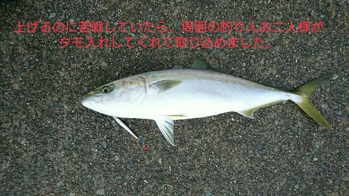 メジロの釣果