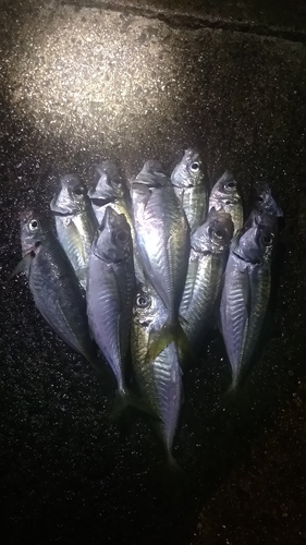 アジの釣果